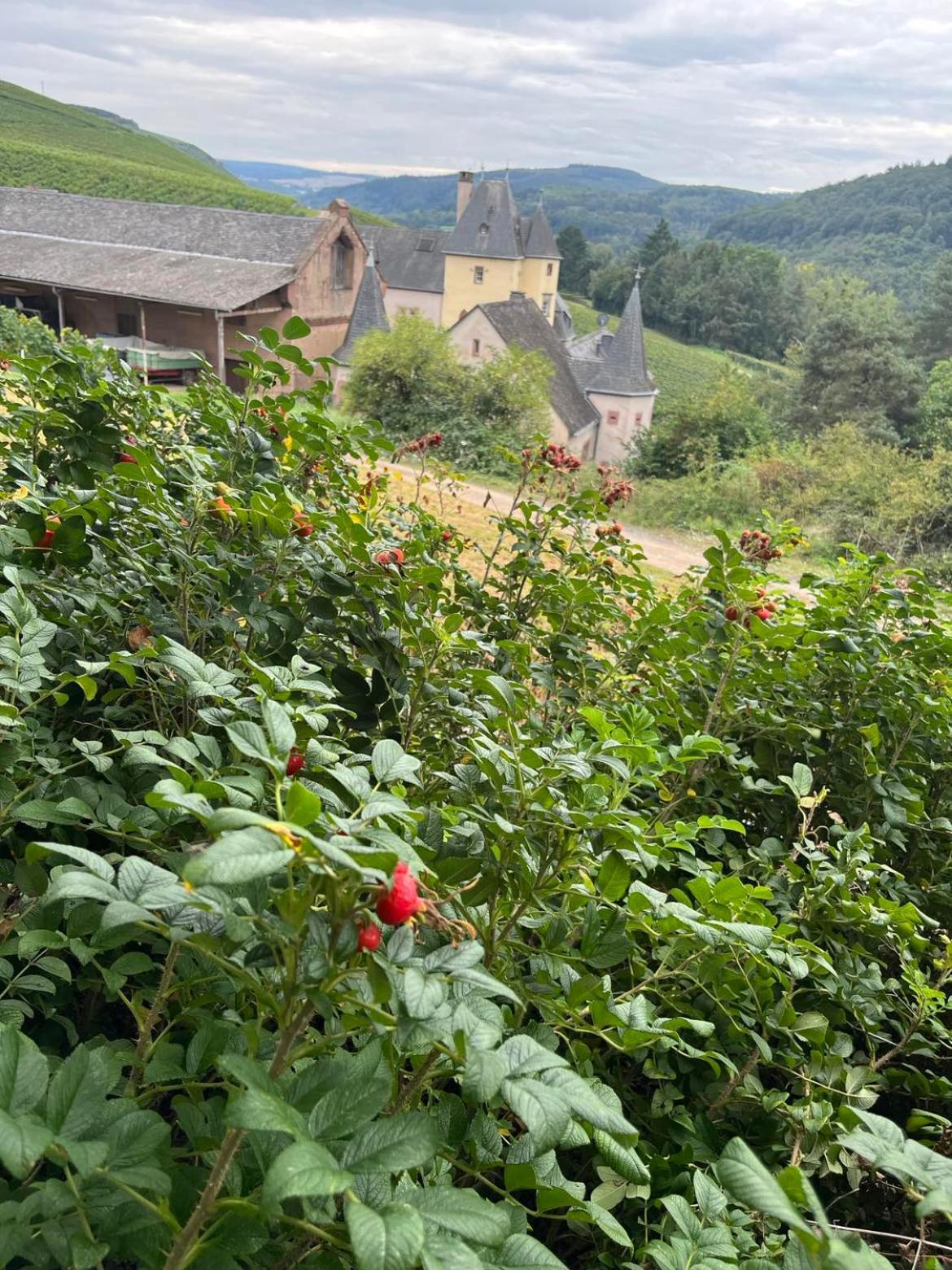 Ferienwohnung Bei Annemarie Trier Exterior foto